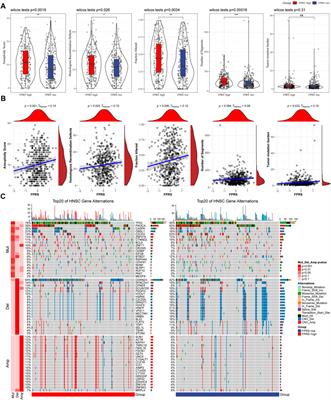 Identification and validation of a prognostic model based on ferroptosis-associated genes in head and neck squamous cancer